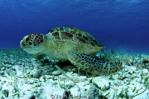 sea turtle in cancun by Juan Cardona 